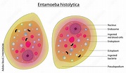 Biological illustration of Entamoeba histolytica (Labeled anatomy of ...