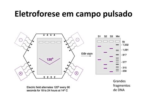 Eletroforese De Proteinas Para Que Serve