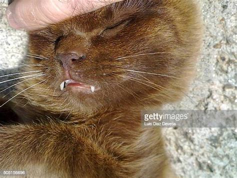 Cat Biting Hand Photos And Premium High Res Pictures Getty Images