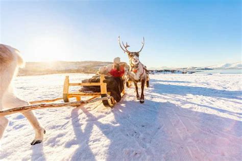 rovaniemi traditional reindeer farm visit with sledge ride getyourguide