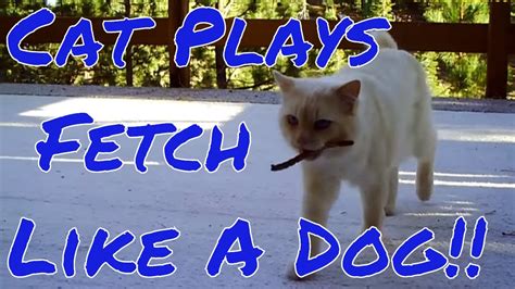 Cat Plays Fetch Like A Dog Youtube