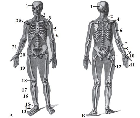 Scheletul Uman Uman Anatomy Human Anatomy
