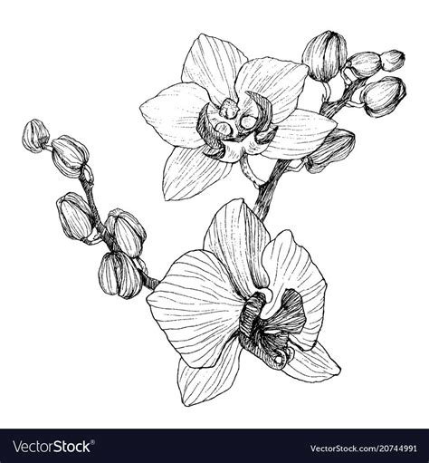 Hand Drawn Black Outline Orchid On A White Vector Image Flower Line