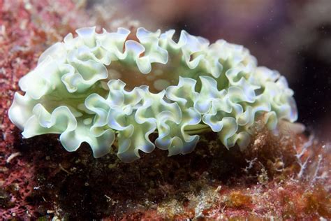 Lettuce Nudibranch Frag Box Corals