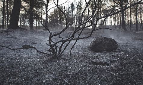 Meliha yangınlar is on facebook. Yangınlar tarımı kuraklıktan daha çok etkiliyor | tarlasera
