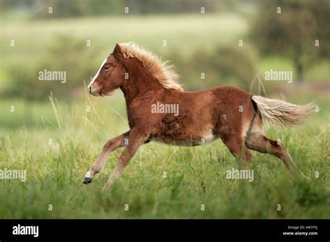 Iceland Horse Foal Meadow Run Gallop Side View Animals Animal