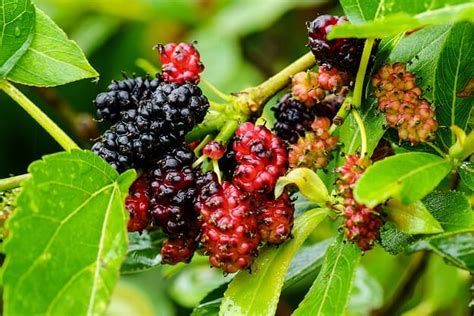 Top 8 Mulberry Tea Benefits And Anti Inflammatory Effects