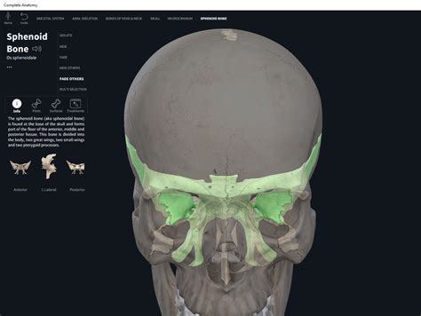 The Sphenoid Bone Sphenoid Bone Anatomy Bones Skull A