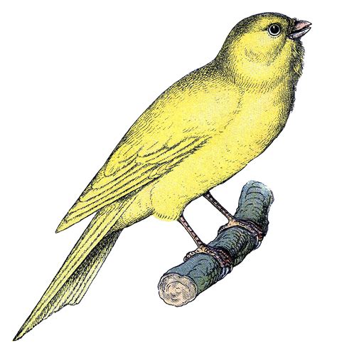 Vintage Clip Art Sweet Canary The Graphics Fairy