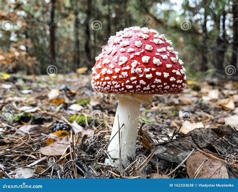 Amanita Muscaria Commonly Known As The Fly Agaric Or Fly Amanita Stock