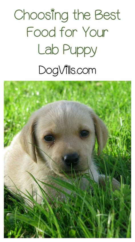 Any breed can be affected by food. What Is the Best Food for Lab Puppies