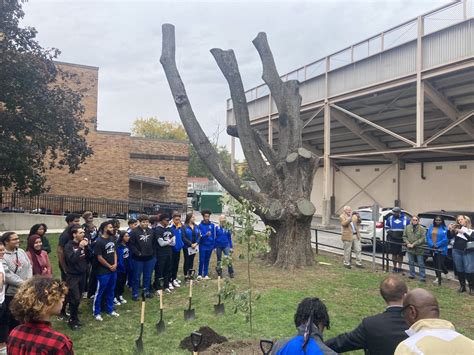 The Jesse Owens Oak At Rhodes High School May Have Died But Its Legacy