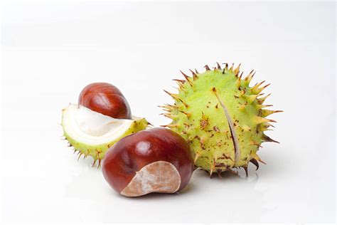 8300 Horse Chestnut Seed Stock Photos Pictures And Royalty Free Images