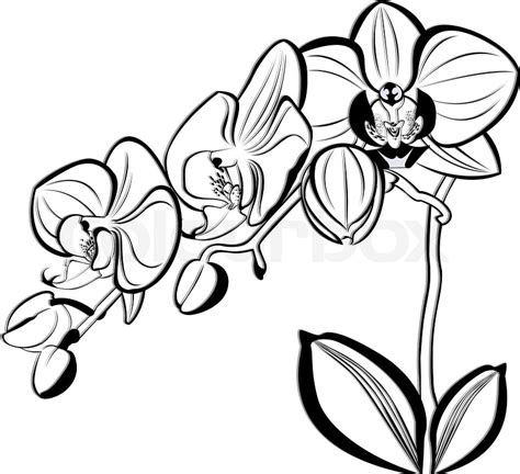 Orchids Stock Vector Colourbox