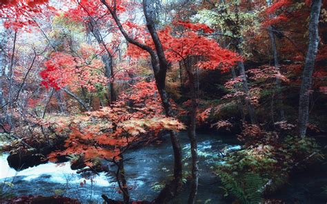 Nature Landscape Maple Leaves Trees River Japan