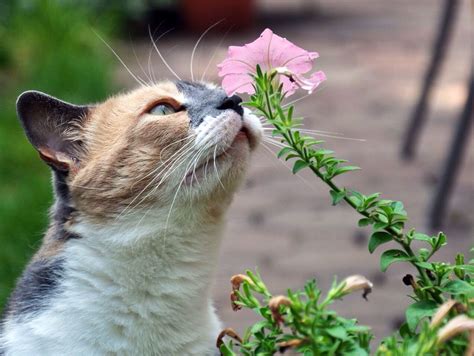 Cat Sitting And Smelling A Flower Animales Chats Adorables Animaux Beaux