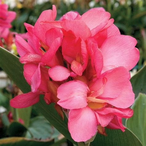Parkseed.com is a terrific site if you're interested in growing flowers, fruits and vegetables. Perennials for sun - Tropical Rose Canna AAS Winner ...