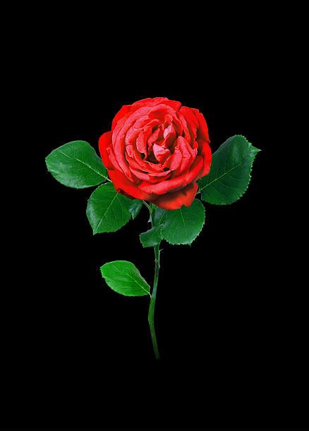 Black Background Single Rose Rose Single Flower Stock Photos Pictures