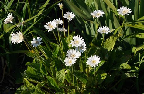 Hi joseph, is it march 29 or 28? Blooms March 2021