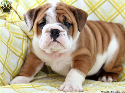 We have 2 litters of english due in april, 3 in may and 2 in june. English Bulldog Puppies For Sale | Philadelphia, PA #128426