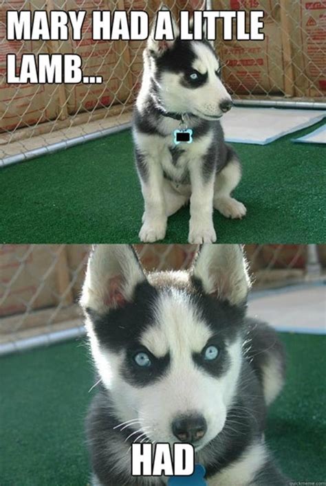 40 Pictures Of Cute And Funny Husky Facial Expressions Tail And Fur