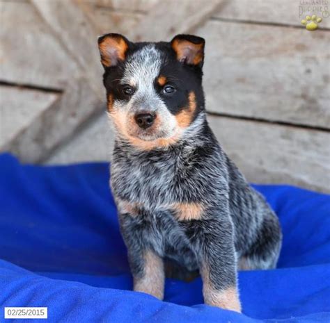 Blue Heeler Puppies Craigslist Rat Terrier Puppies Craigslist Cute