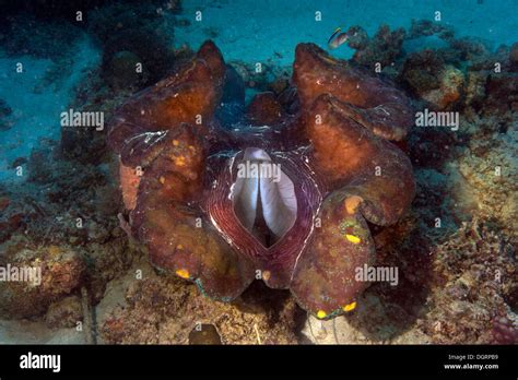 Maxima Clam Or Giant Clam Tridacna Maxima With Its Breathing Hole Open Queensland