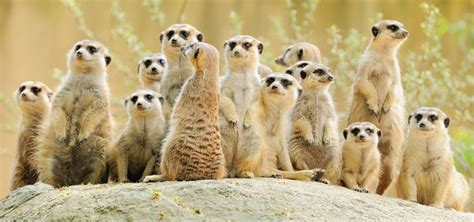 Prehistoric Mob Meerkats Fanon Wiki Fandom Powered By