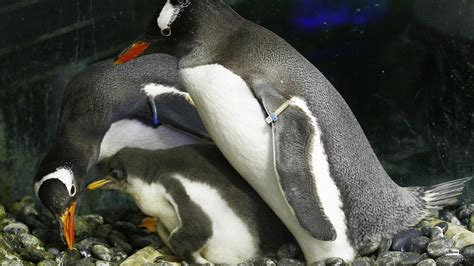 Gay Penguin Dads And Chick Daily Telegraph