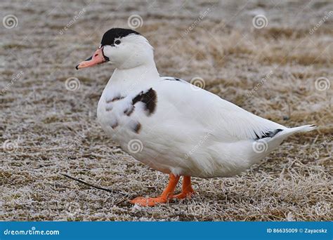 Domesticated Black And White Breed Of Mallard Duck Anas Platyrhynchos