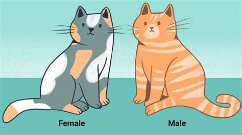 How To Tell The Sex Of A Kitten The Complete Guide Video