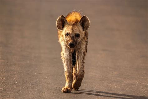 1920x1200px Free Download Hd Wallpaper Hyena Walking On Road