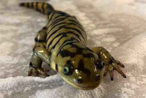 Tiger Salamander Care Guide Critterfam