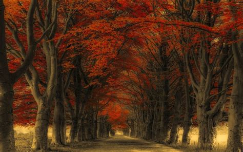 Red Leafed Trees Nature Landscape Road Trees Hd Wallpaper