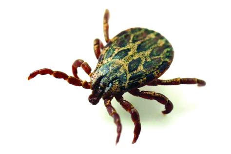 Ticks Cause Uptick In Disease Article The United States Army