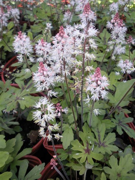 Cleaning your deck 01:21 pat simpson gives us tips for cleaning a wooden deck. Tiarella 'Spring Symphony' - Blue Sky Nursery