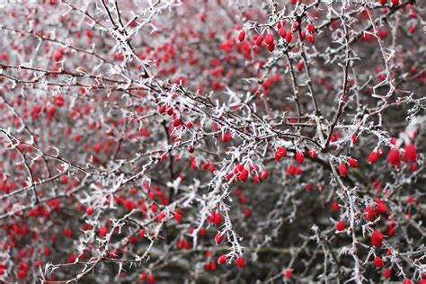 무료 이미지 나무 자연 분기 눈 겨울 식물 말린 씨앗 잎 꽃 서리 환경 부시 무늬 매크로 플로라