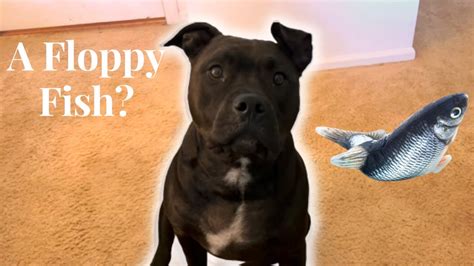 Pitbull Dog Reacts To A Floppy Fish Toy Youtube