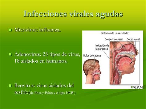 Ppt Enfermedades Virales Agudas Powerpoint Presentation Free