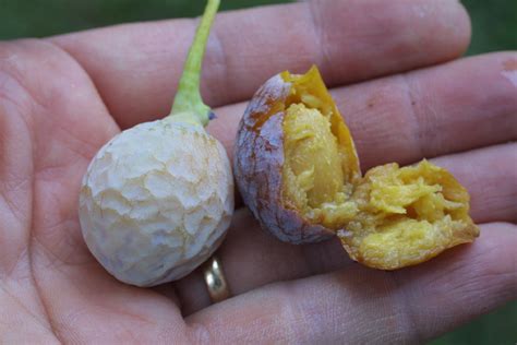 Ginkgo Biloba Ginkgoaceae Cone Female Mature Open