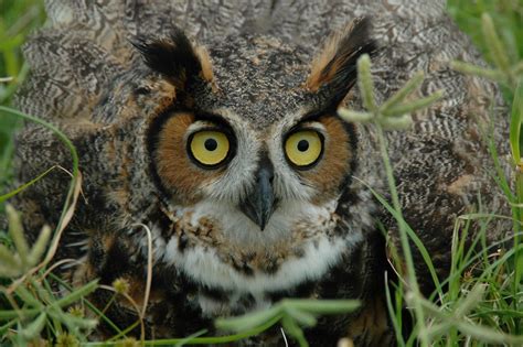 Hoot Owls Birds Animal Encyclopedia
