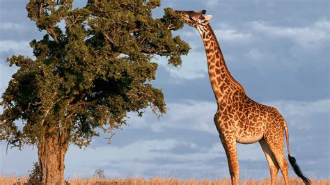 27 Giraffe Facts For Kids No One Ever Told You Facts For Kids