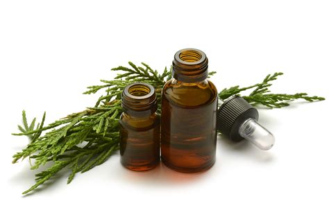 Several cramps are caused by an accumulation of lactic acid, that is cleared away add this oil in your repertoire of oils and revel in its lots of benefits. Why You Should Use Cypress Essential Oil! - The Organic ...