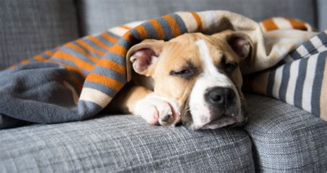 Why pups may breathe fast. My Dog is Breathing Heavy, Vomiting, and Acting Lethargic ...