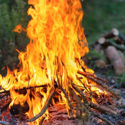 Bonfire In The Forest Stock Photo Image Of Outdoor 157561964
