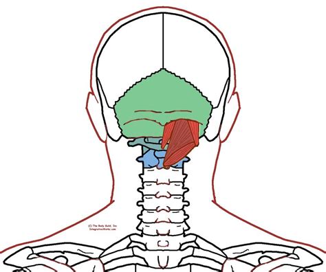 Suboccipital Muscles Trigger Points