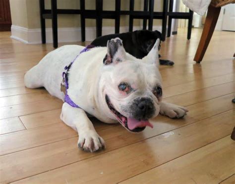 National french bulldog rescue groups: French Bulldog Rescue Network :: Eye Health