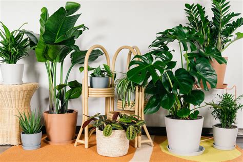 15 Easiest Indoor House Plants In The Year 2023 In A Minimalist Style