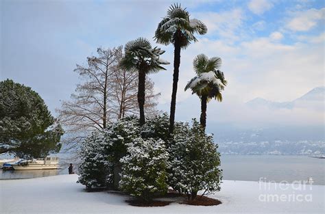 Palm Trees With Snow Photograph By Mats Silvan Fine Art America
