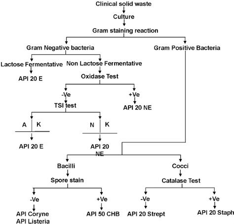Flow Chart For The Identification Of Bacteria In Clinical Solid Waste